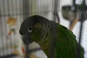 Lost Conure