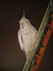 Lost Cockatiel