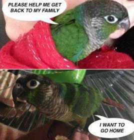 Lost Conure