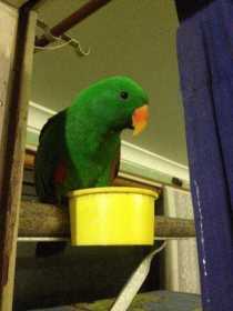 Lost Eclectus