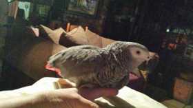 Lost African Grey