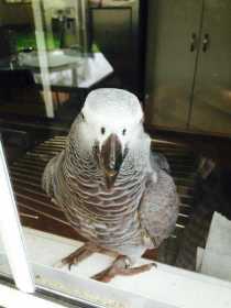 Lost African Grey