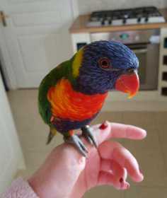 Lost Lory / Lorikeet