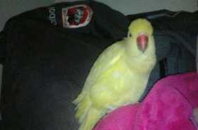 Lost Indian Ringneck Parakeet