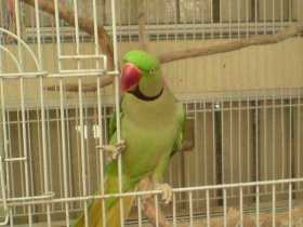 Lost Alexandrine