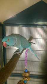 Lost Indian Ringneck Parakeet