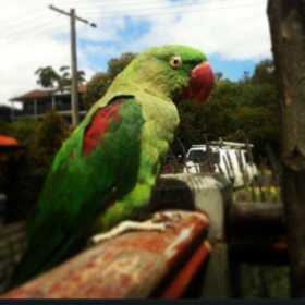 Lost Alexandrine