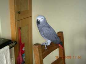 Lost African Grey