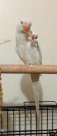 Lost Indian Ringneck Parakeet