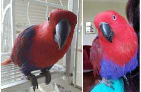 Lost Eclectus