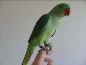 Lost Alexandrine