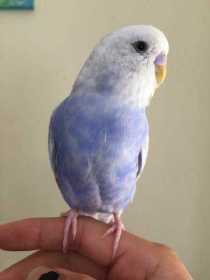 Lost Budgerigar