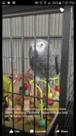 Lost African Grey