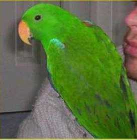 Lost Eclectus