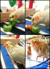 Lost Cockatiel
