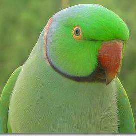 Lost Indian Ringneck Parakeet
