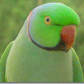 Lost Indian Ringneck Parakeet