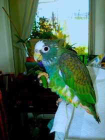 Lost Pionus