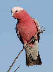 Lost Galah Cockatoo