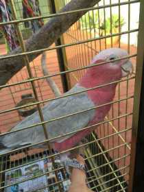 Lost Galah Cockatoo