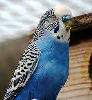 Lost Lineolated Parakeet