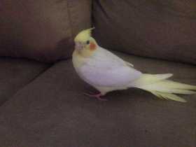 Lost Cockatiel