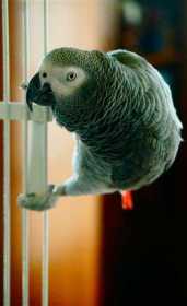 Lost African Grey