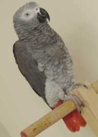 Lost African Grey