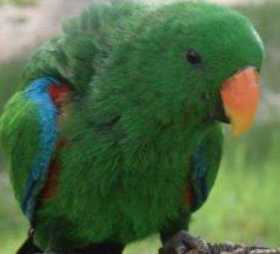 Lost Eclectus