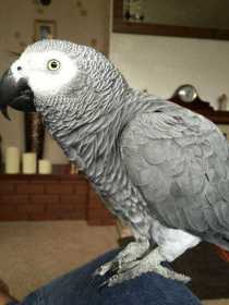 Lost African Grey