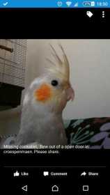 Lost Cockatiel