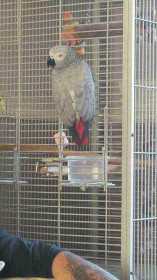 Lost African Grey