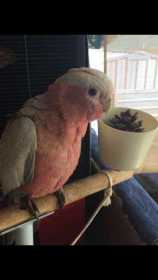 Lost Galah Cockatoo