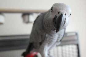 Lost African Grey