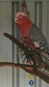 Lost Galah Cockatoo