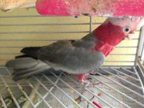 Lost Galah Cockatoo