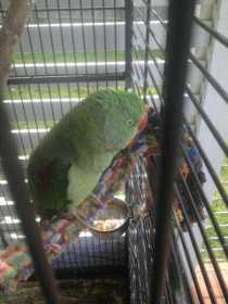 Lost Alexandrine