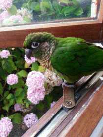 Lost Conure