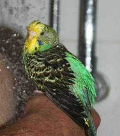 Lost Budgerigar