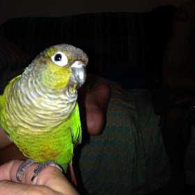 Lost Conure