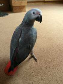 Lost African Grey