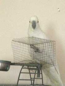 Lost Cockatoo