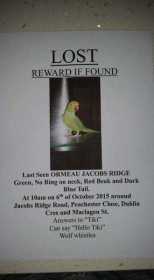 Lost Indian Ringneck Parakeet