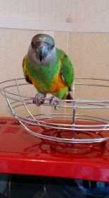 Lost Senegal