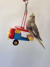 Lost Cockatiel