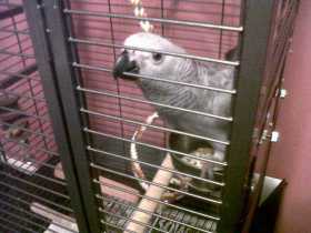 Lost African Grey