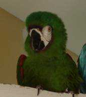 Lost Macaw