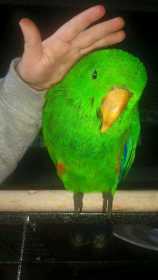 Lost Eclectus