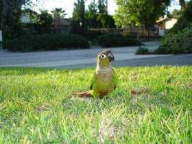 Lost Conure