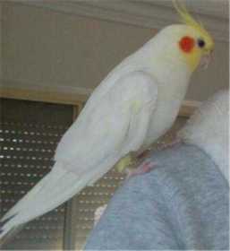 Lost Cockatiel